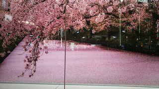 さくらが見事です！(*^_^*)