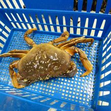 Dungeness Crab（1.6lb C$30.38）