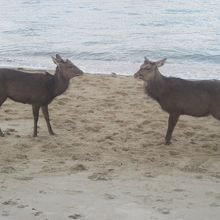 もちろん、宮島内の至る所で鹿さん達に出会えます
