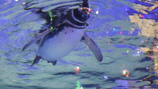 清潔感のある水族館