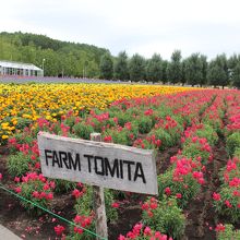 ファーム富田のお花畑