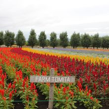 ファーム富田のお花畑