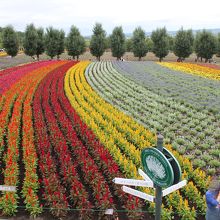 ファーム富田のお花畑