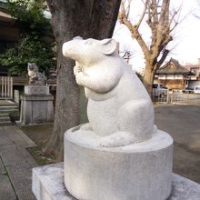 狛ねずみ（オス）