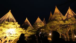 ライトアップを見に行きました