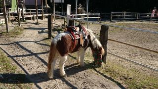 動物にふれあえる