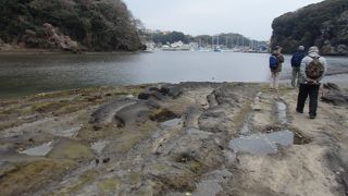 三浦半島散策で小網代湾に行きました