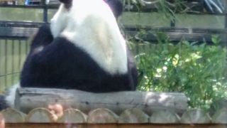 上野公園でパンダを見ることができた