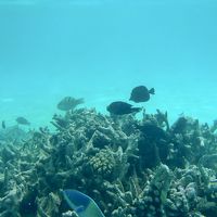 シュノーケリングはメインの島で