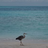 この鳥が結構います
