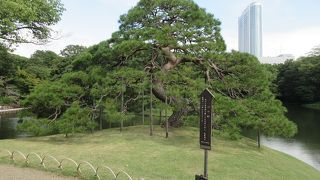 同じく大名庭園である金沢の兼六園にある松に比べると、正直なところ些か迫力に欠ける感じがします。