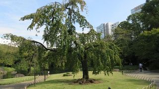 以外と小ぶりです。