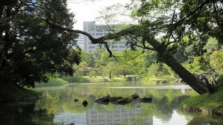 この界隈から見る大泉水と小石川後楽園の景観も、水と緑と空の青さで印象的ではありました。