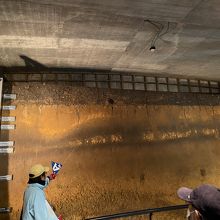 地層観察館(白い帯が火山灰の層)