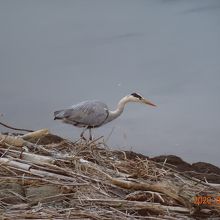 こんなそばで見られます。ゆったりと流れる川