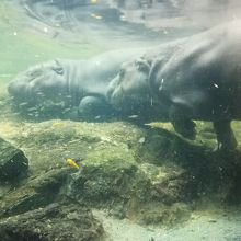 コビトカバの水浴