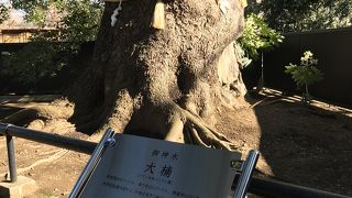 樹齢約600年