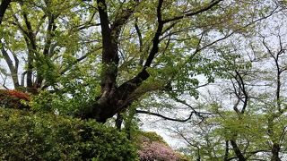 八重桜とランドマークタワーで景色がよい