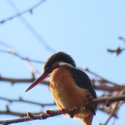 野鳥が沢山観察できる　都内の善福寺公園