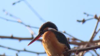 野鳥が沢山観察できる　都内の善福寺公園