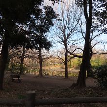 冬は木の葉が少ないので　鳥がよく見えました