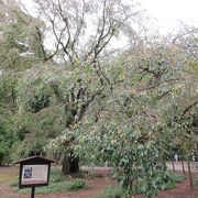 大泉水の手前に、大きなしだれ桜が植えられていました。