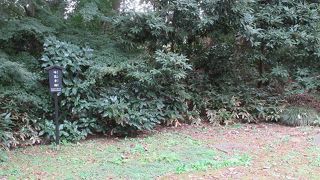 礎石のようなコンクリートの枠組みが少し残っているので、建物があったことは何となくわかりました。