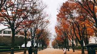 紅葉も綺麗です！