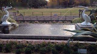 向かい合ったペリカンでなごやかに