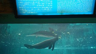 可愛いマナティー