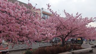 三浦半島散策で河津桜を見に行きました