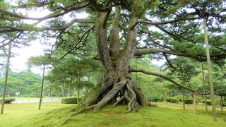 灯籠に次ぐ名物です