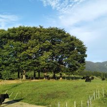 月山高原牧場