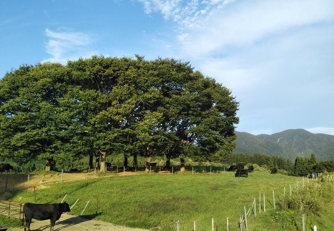 月山高原牧場