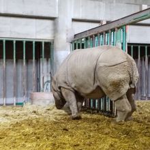 サイがかっこいい By 石川真 東山動植物園のクチコミ フォートラベル サイがかっこいい By 石川真 東山動植物園のクチコミ フォートラベル