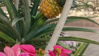 冬は温室がいいですね