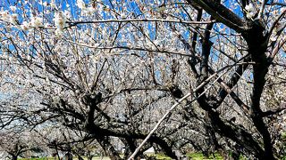 2月7日 早咲きは満開でした 無料駐車場は今年まで？