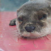 飼育種が豊富な水族館