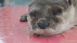 飼育種が豊富な水族館