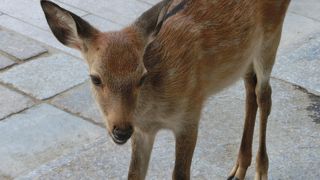 いまや奈良観光の主役