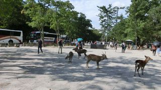 鹿がいる公園