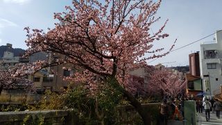 桜！