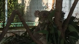 コアラがいる動物園