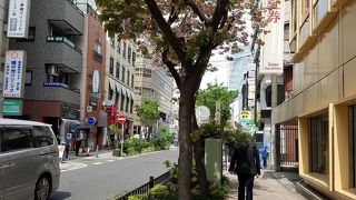 遅咲きの八重桜がメイン