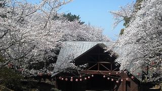 満開の桜で公園は華やかでした。