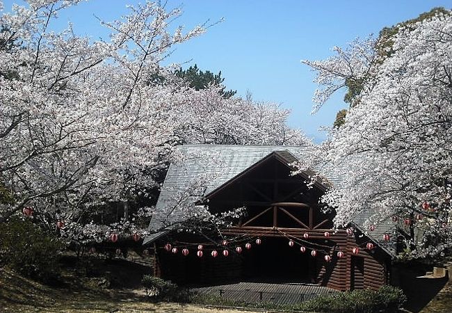 満開の桜で公園は華やかでした。