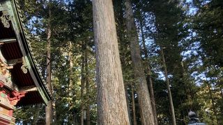 樹齢600年の大杉