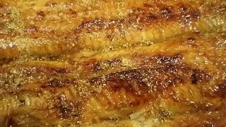 大変美味しい鰻