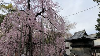 桜が綺麗でした