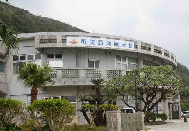 奄美海洋展示館 クチコミ アクセス 営業時間 奄美大島 フォートラベル